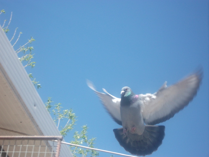 Picture 970 - porumbei