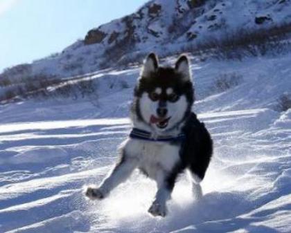 un Husky prin zapada