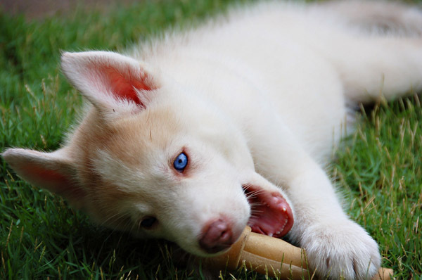 Siberian-Husky - Husky