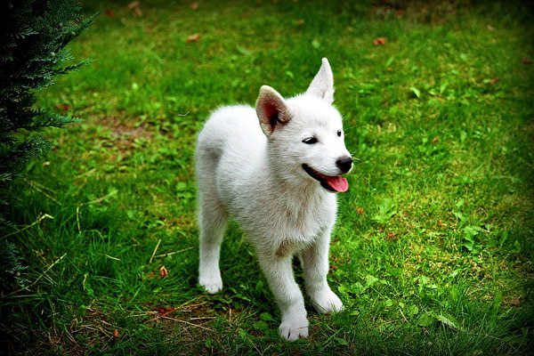 husky_siberian_alb - Husky