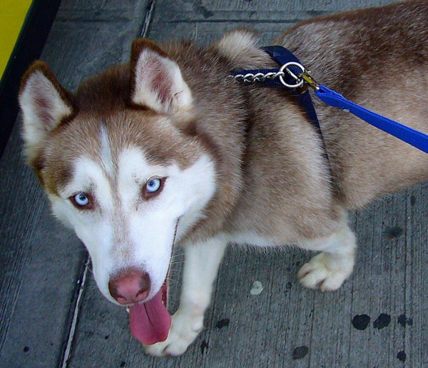 husky cu ochi albastri - Husky