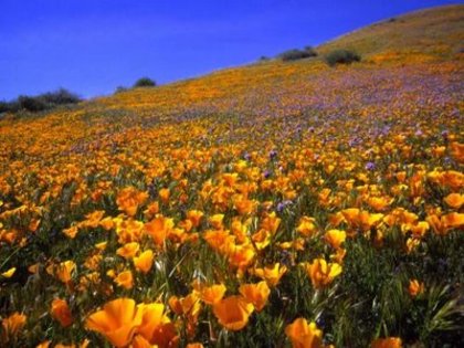 Flori Desktop Wallpapers Poze cu Flori Antelope Valley Hillside[1] - Flori