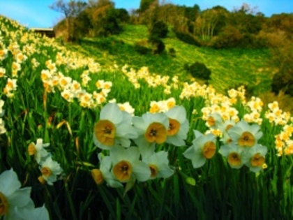 flori_narcise_narcissus_flowers-t2[1]
