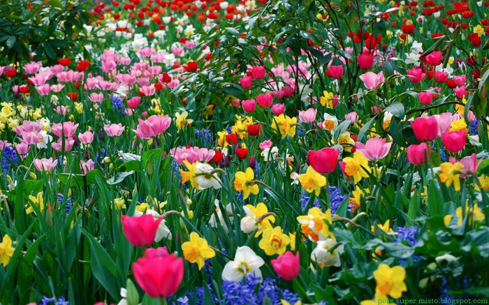 florii_la_multi_ani[1]