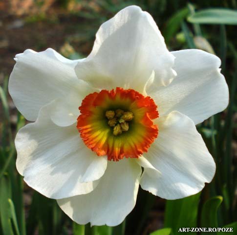 Narcisa_big[1] - Flori