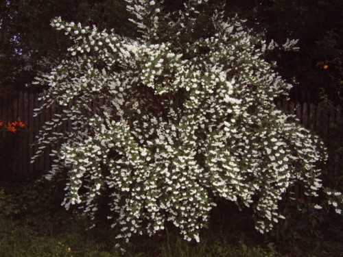 19565_500 - Flori