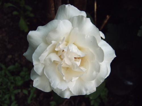 19566_500 - Flori