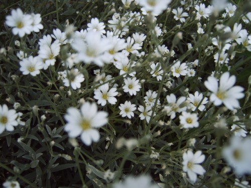 19597_500 - Flori