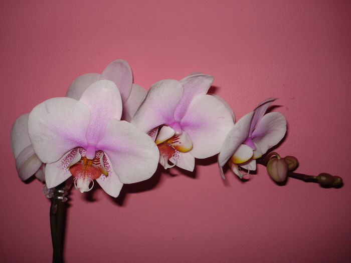 Picture 003 - phaleanopsis 2010-2011