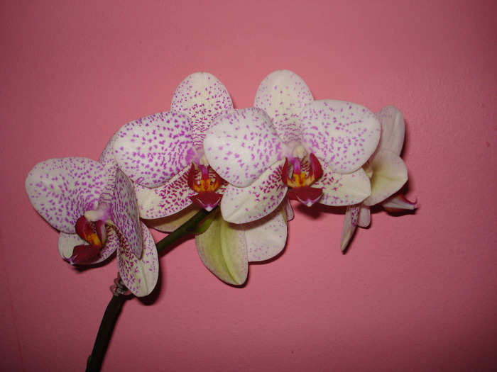 Picture 004 - phaleanopsis 2010-2011