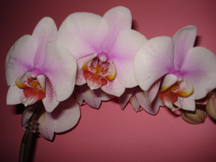 Picture 005 - phaleanopsis 2010-2011