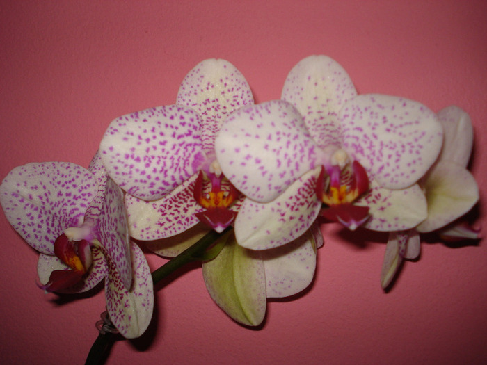 Picture 006 - phaleanopsis 2010-2011