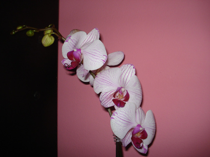 Picture 007 - phaleanopsis 2010-2011