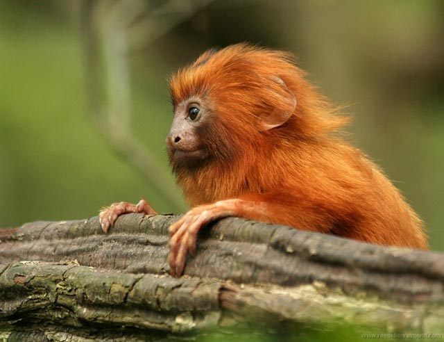 animal4 - Animals