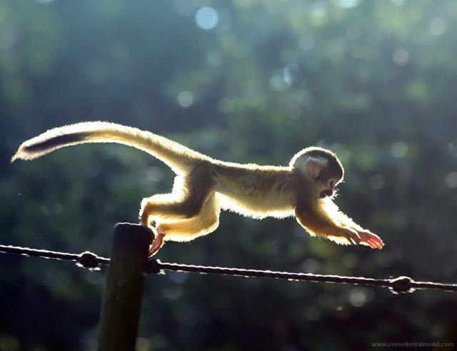 animal5 - Animals
