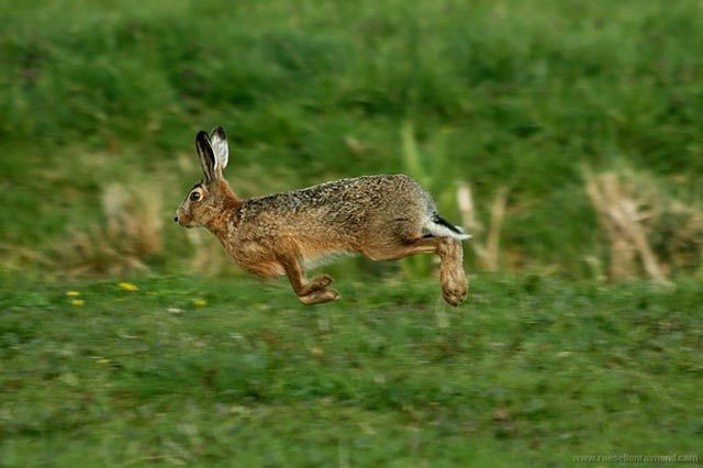 animal6 - Animals