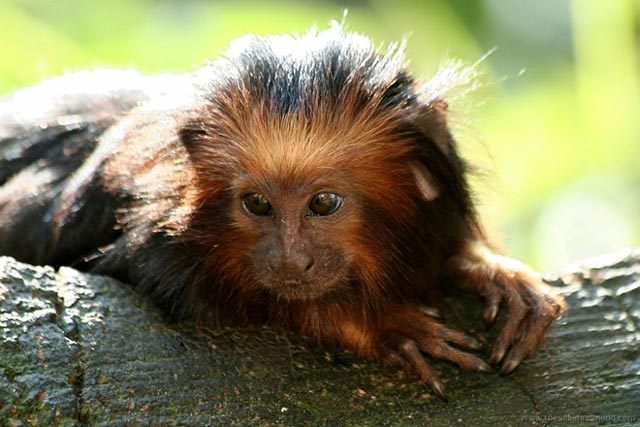 animal13 - Animals