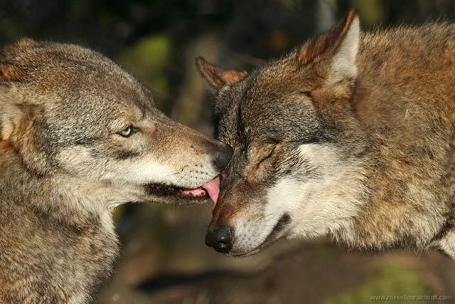 animal16 - Animals