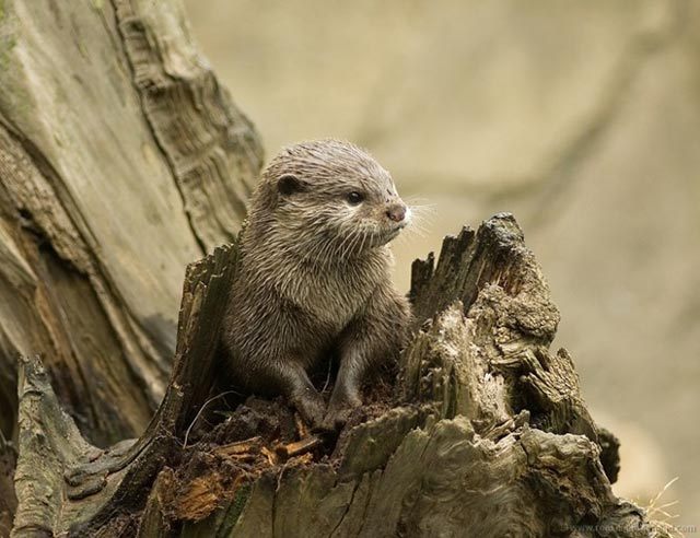 animal20 - Animals