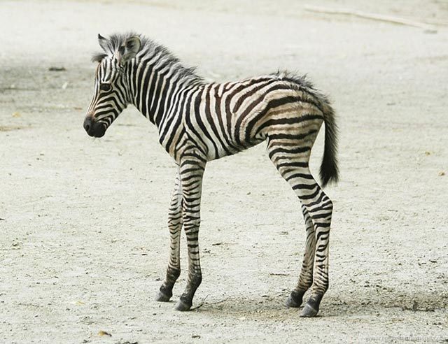 animal21 - Animals