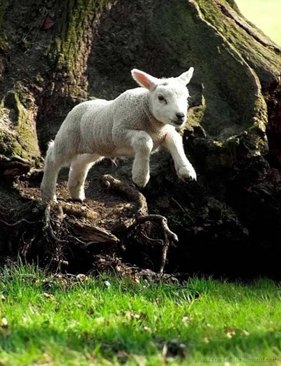 animal23 - Animals