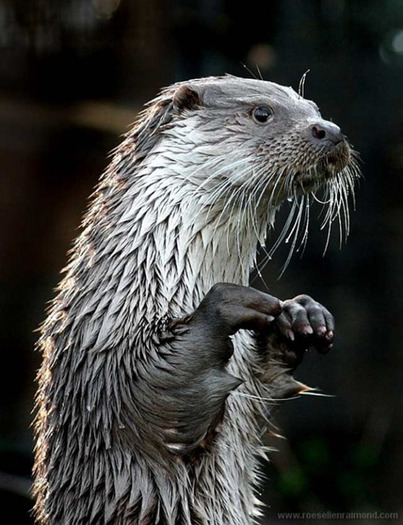animal27 - Animals