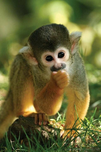 animal28 - Animals