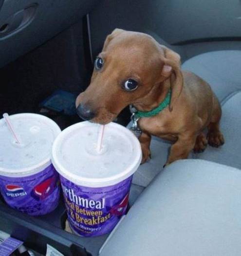 animal-fun-019 - Animals