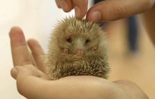 animal-fun-021 - Animals
