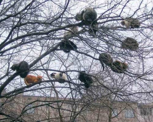 animal-fun-022 - Animals
