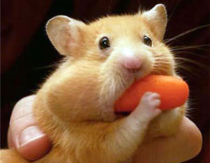 cuteanimal1 - Animals