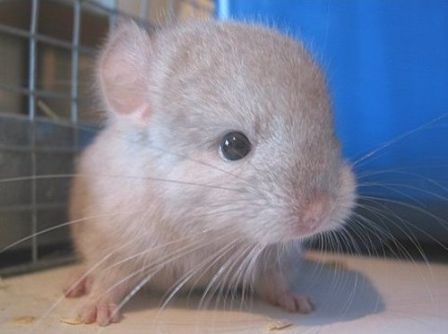 cuteanimal7 - Animals