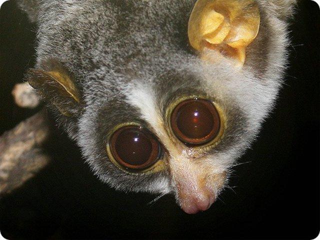 funny-animals-04 - Animals