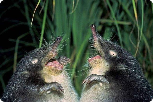 funny-animals-15 - Animals