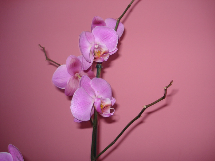 Picture 046 - phaleanopsis 2010-2011