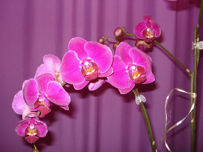 Picture 051 - phaleanopsis 2010-2011