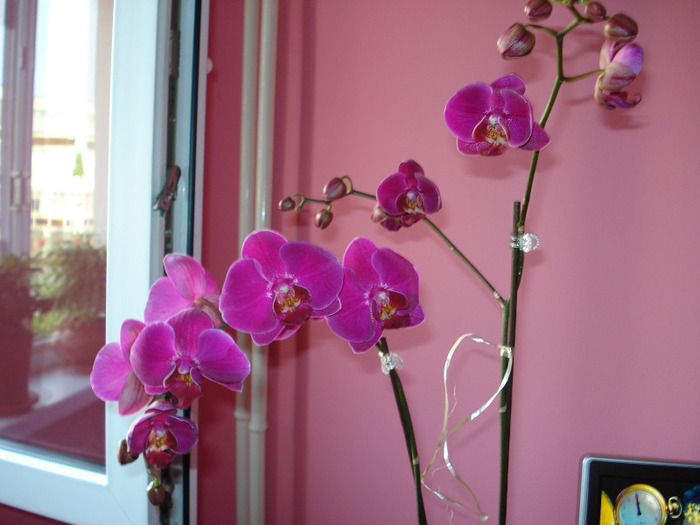 Picture 052 - phaleanopsis 2010-2011