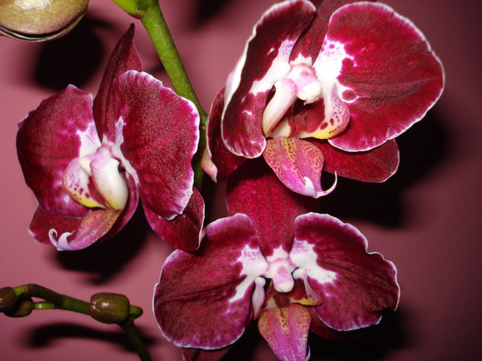 Picture 203 - phaleanopsis 2010-2011