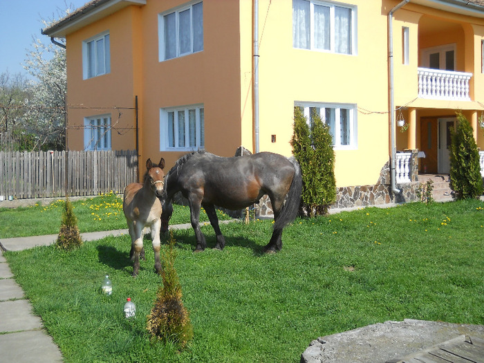 puiu 5 sapt - manz de vanzare 4 luni jumate  VANDUT