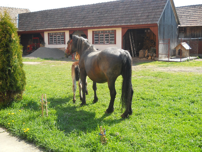 stela & puiu