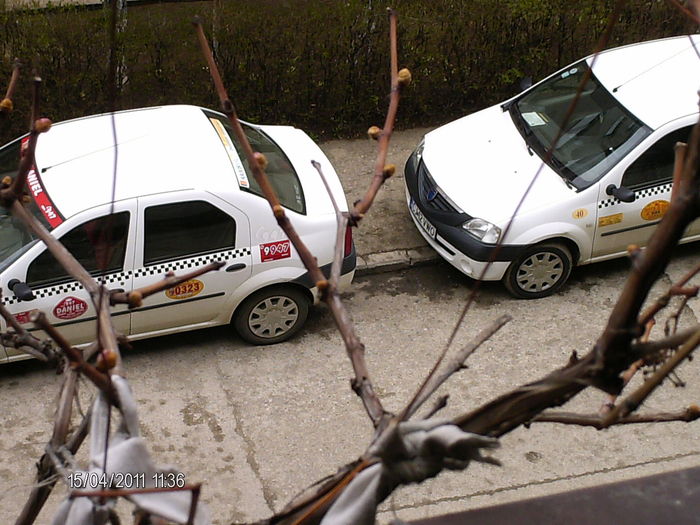 muguri de vie la balcon..