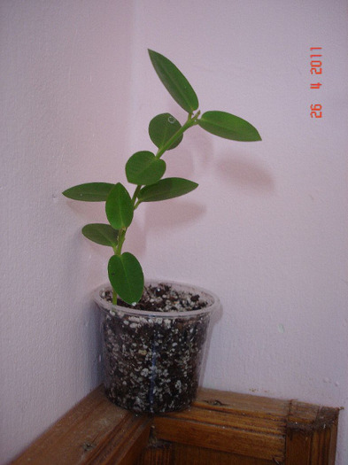 26.04.11 - Hoya Cumingiana