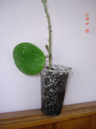 26.04.11 - Hoya Obovata