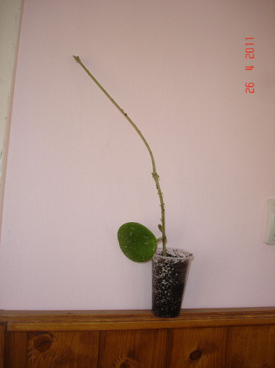 26.04.11 - Hoya Obovata