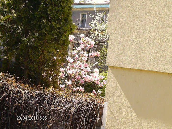 magnolie - primavara la Cluj