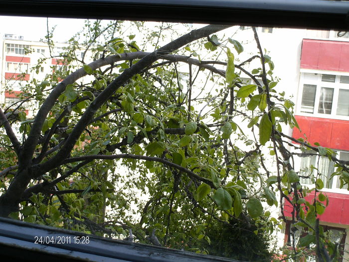 marul de la fereastra