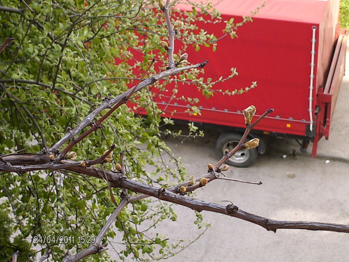 primele frunze de vie