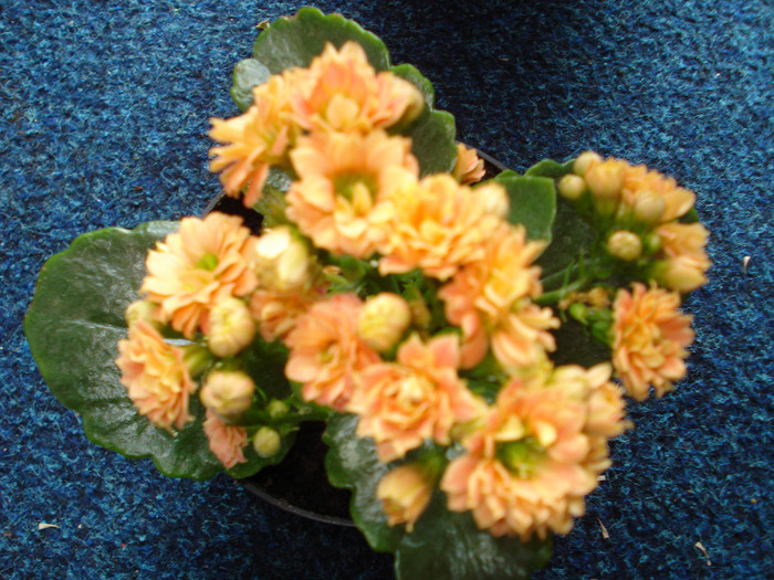 Picture 077 - kalanchoe 2010-2011