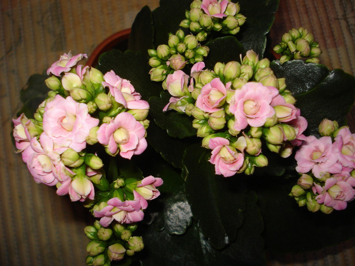 Picture 081 - kalanchoe 2010-2011