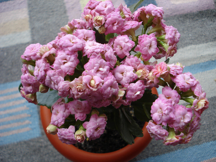 Picture 128 - kalanchoe 2010-2011